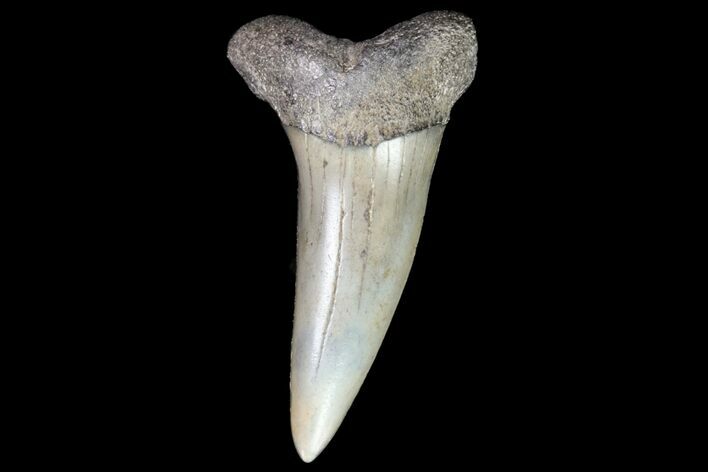 Fossil Shortfin Mako Shark Tooth - Georgia #75277